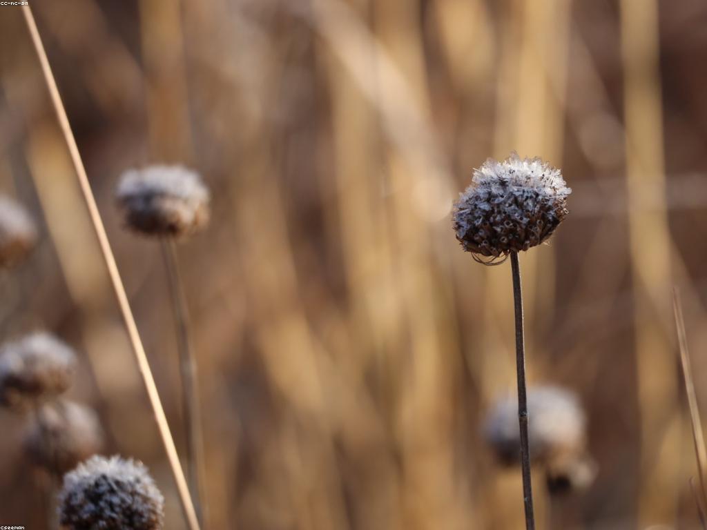 ស្លាបព្រិលល្បែង: ការបង្កើតនិងការសំរេចចិត្ត